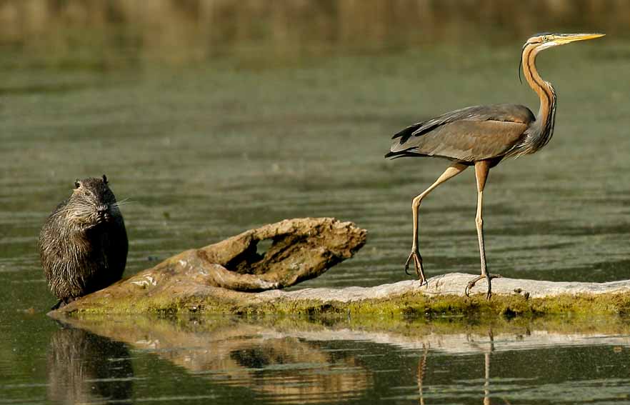 Airone rosso - Ardea purpurea